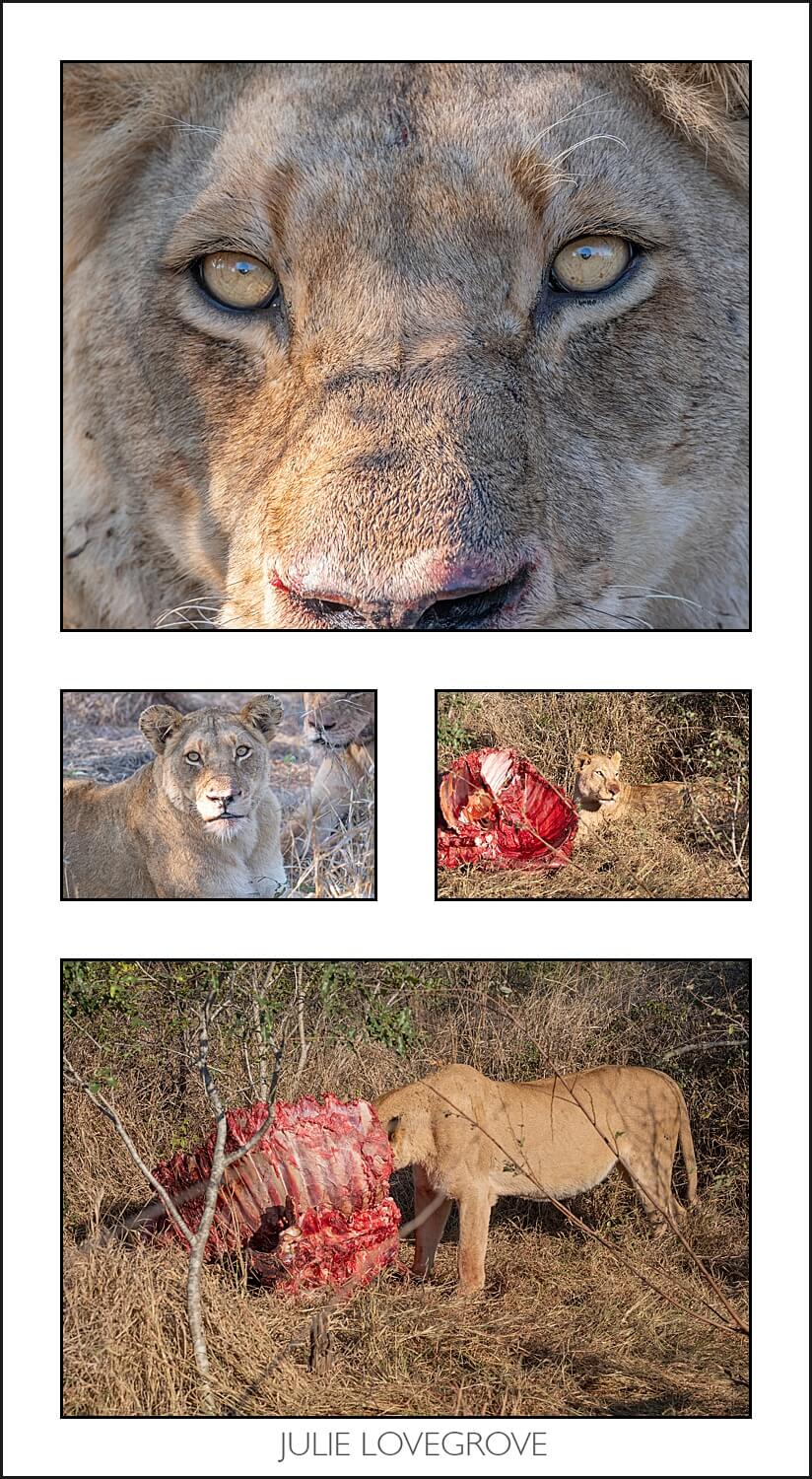 , Pungwe camp, Greater Kruger, South Africa. Part 1.
