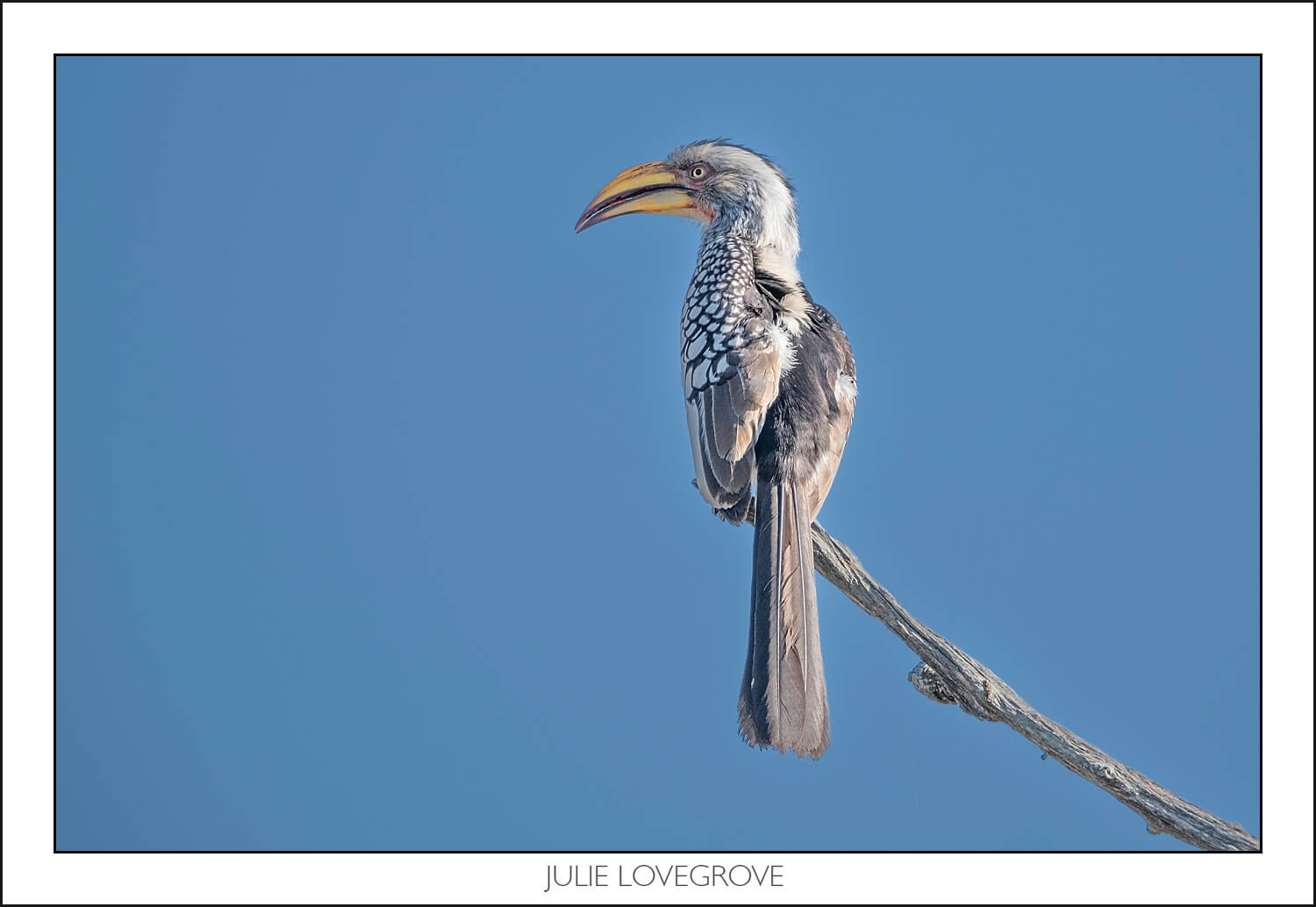 , Pungwe camp, Greater Kruger, South Africa. Part 2