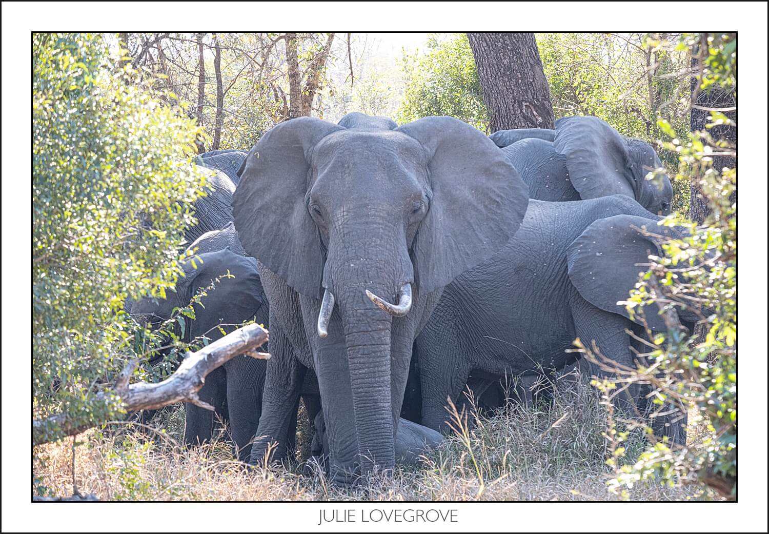 , Pungwe camp, Greater Kruger, South Africa. Part 1.