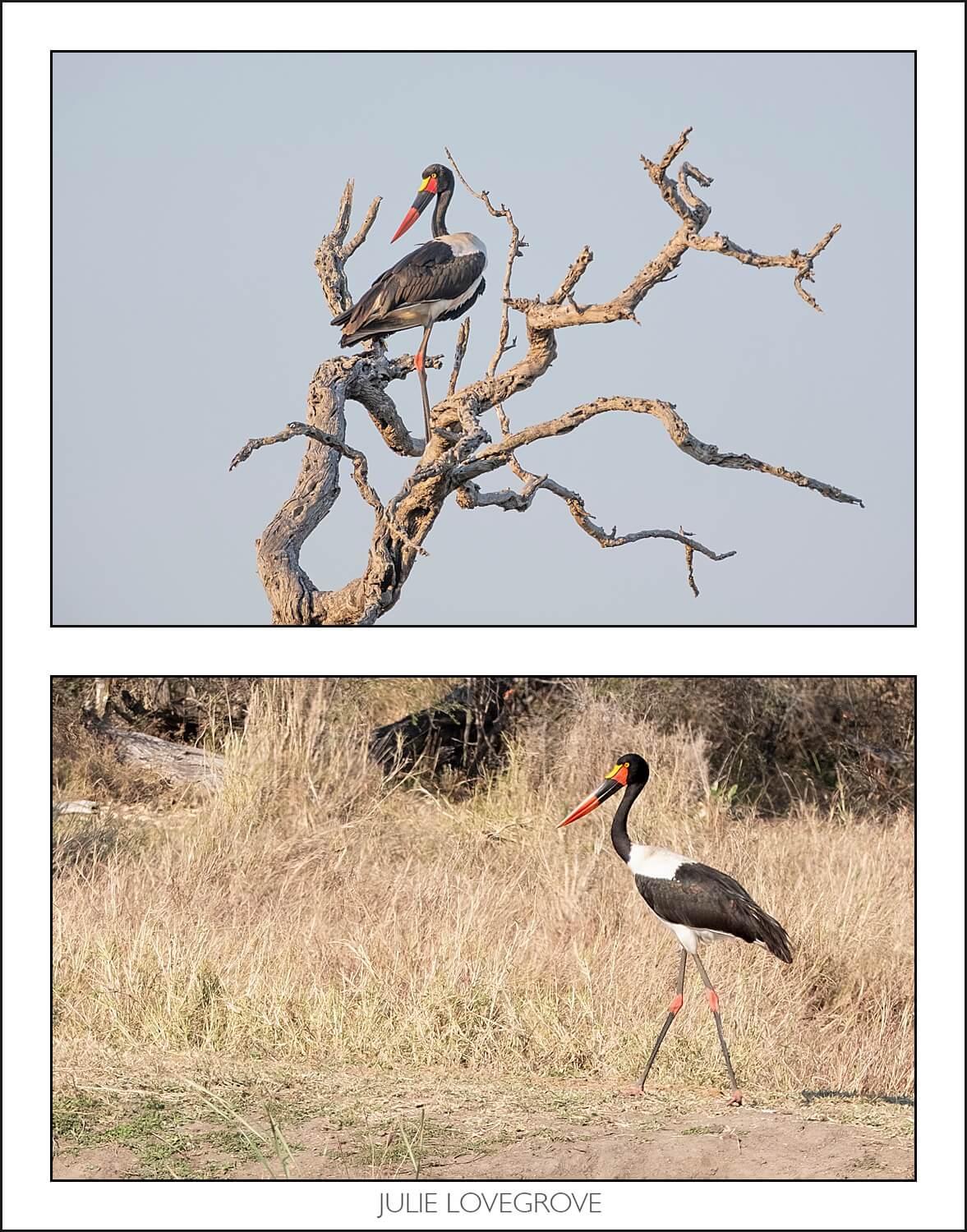 , Pungwe camp, Greater Kruger, South Africa. Part 2