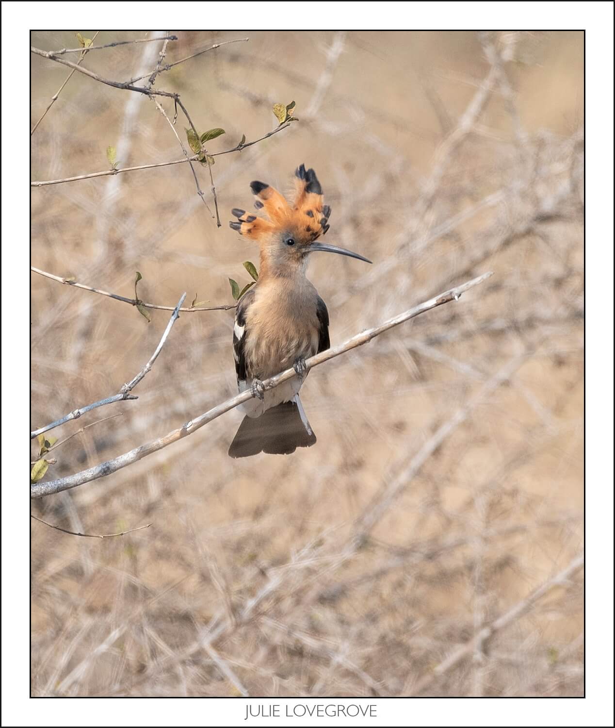 , Pungwe camp, Greater Kruger, South Africa. Part 2
