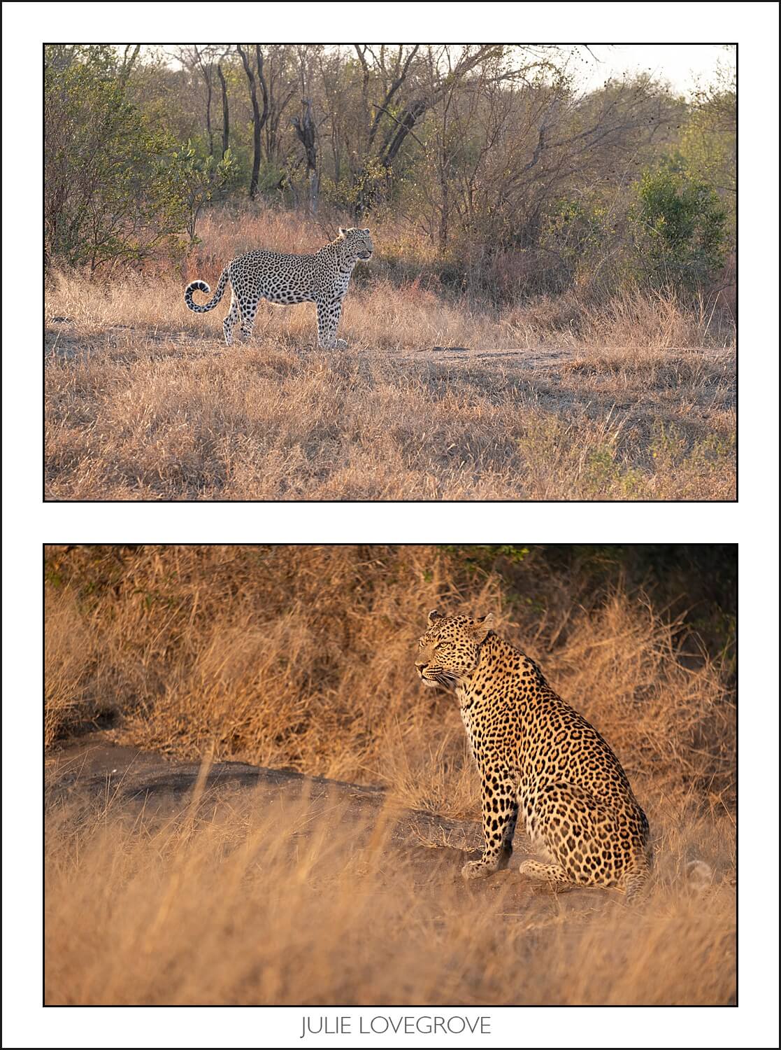 , Pungwe camp, Greater Kruger, South Africa. Part 2