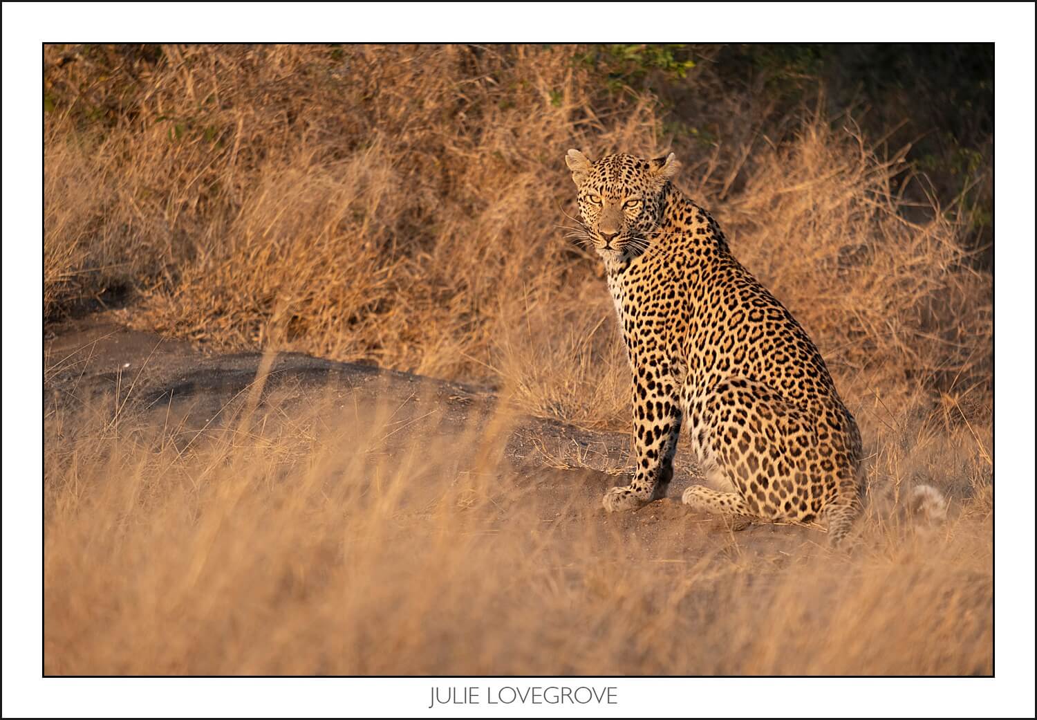 , Pungwe camp, Greater Kruger, South Africa. Part 2