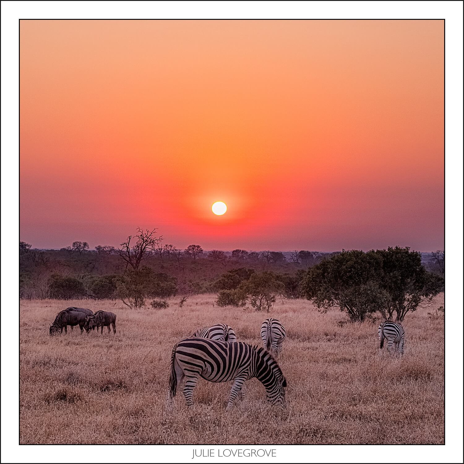 , Pungwe camp, Greater Kruger, South Africa. Part 1.