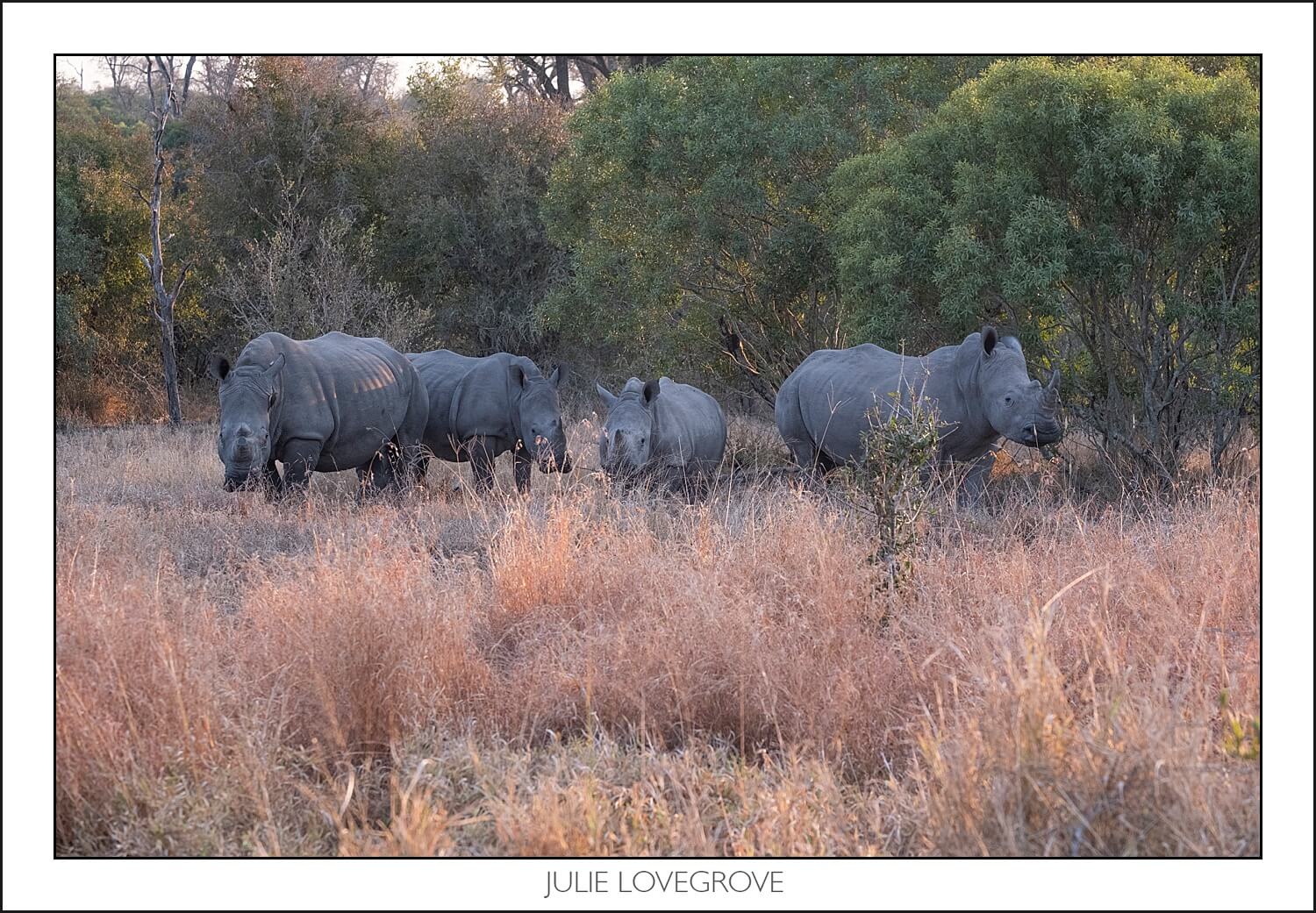 , Pungwe camp, Greater Kruger, South Africa. Part 2