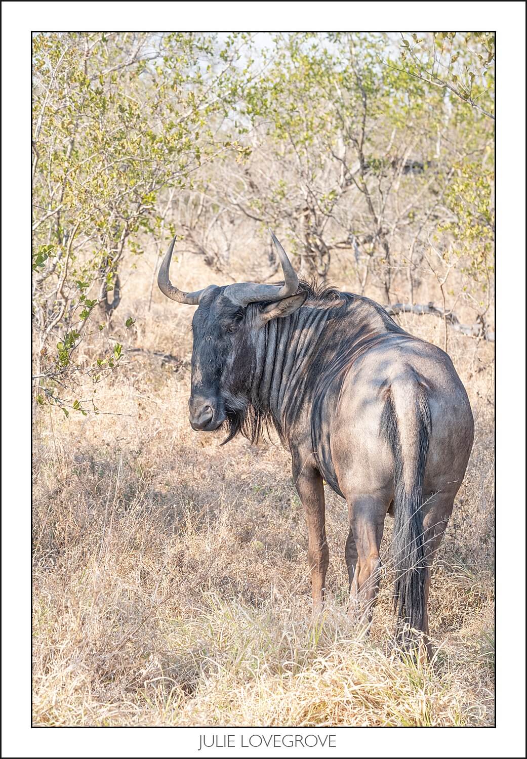 , Pungwe camp, Greater Kruger, South Africa. Part 2