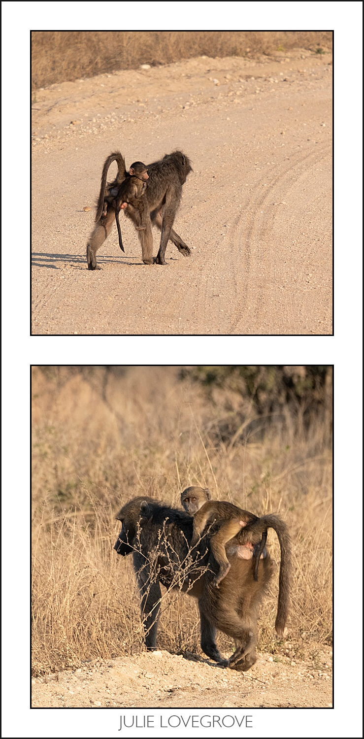 , Pungwe camp, Greater Kruger, South Africa. Part 2