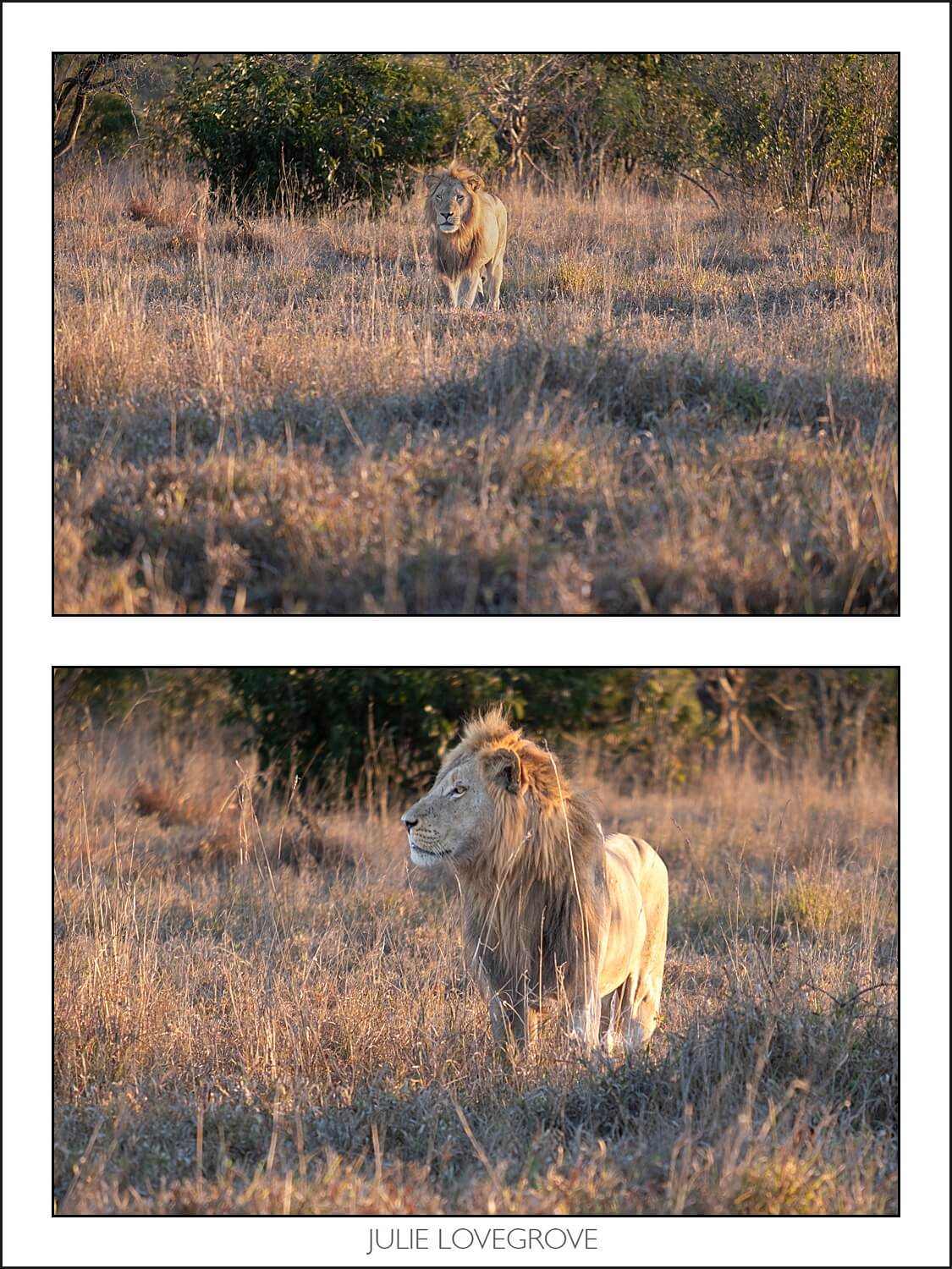 , Pungwe camp, Greater Kruger, South Africa. Part 1.