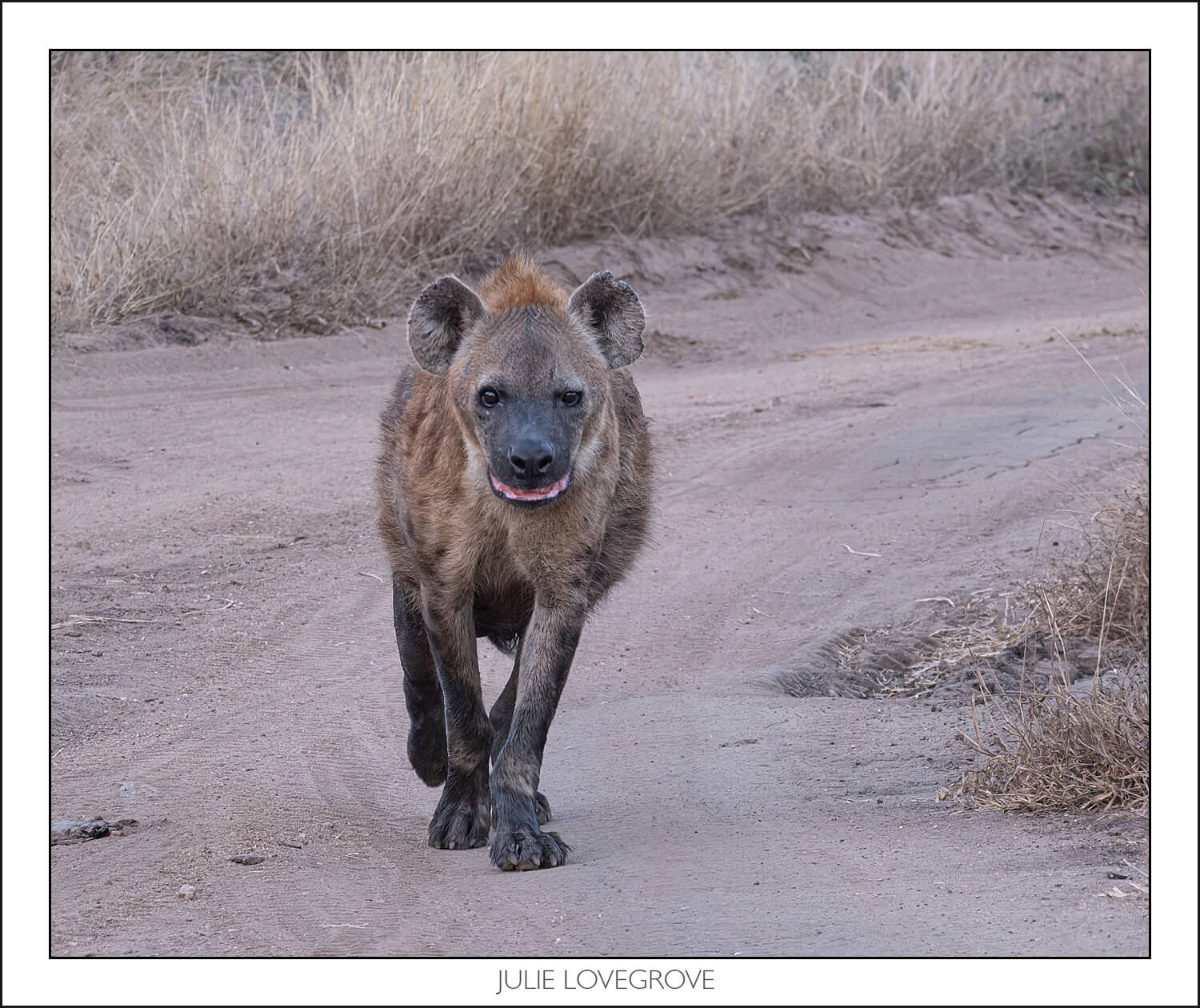 , Pungwe camp, Greater Kruger, South Africa. Part 1.
