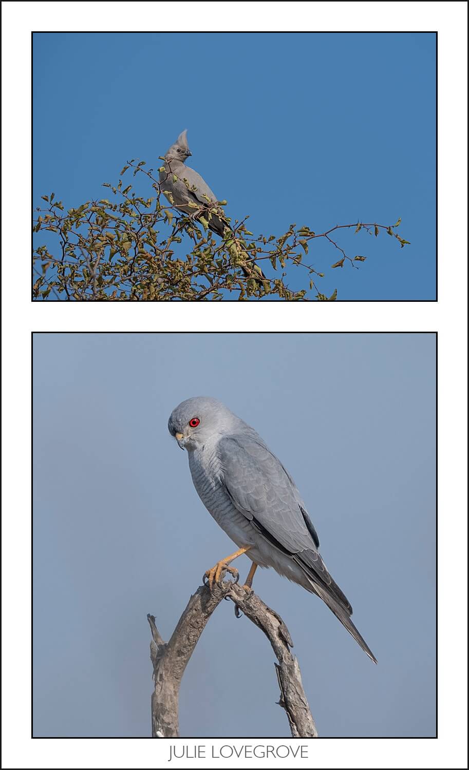 , Pungwe camp, Greater Kruger, South Africa. Part 2