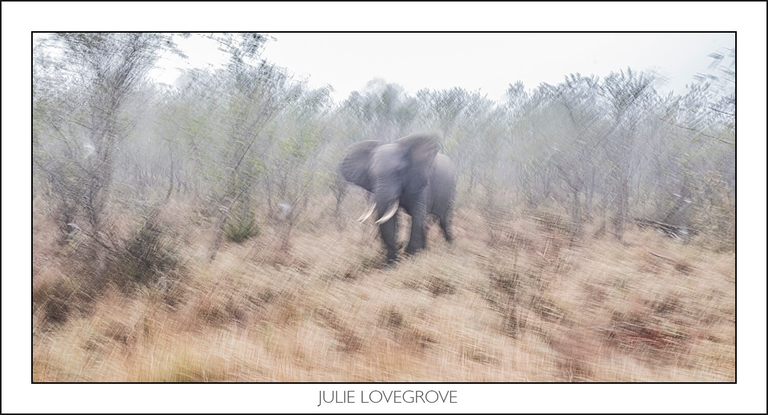 , Pungwe camp, Greater Kruger, South Africa. Part 2