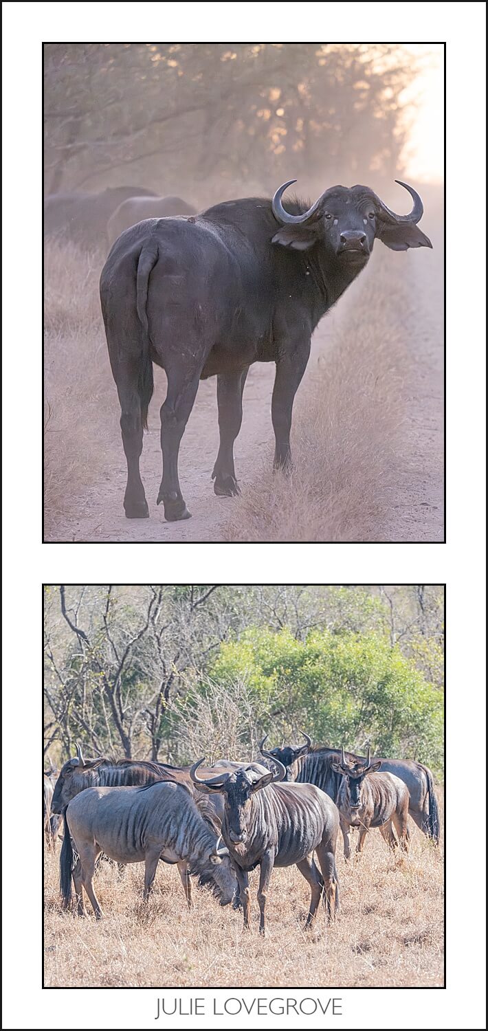 , Pungwe camp, Greater Kruger, South Africa. Part 2