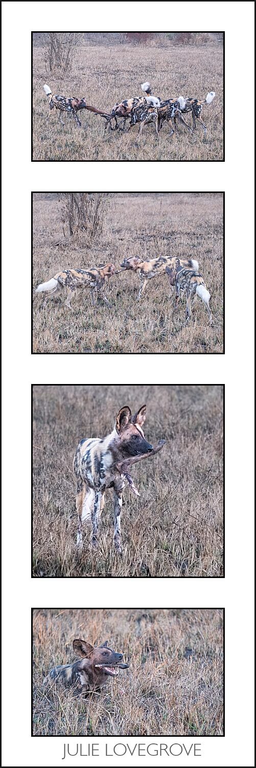 , Pungwe camp, Greater Kruger, South Africa. Part 1.