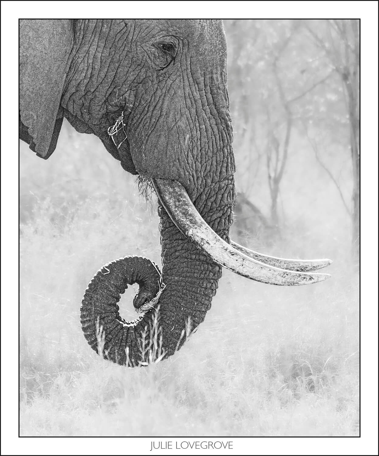 , Pungwe camp, Greater Kruger, South Africa. Part 1.