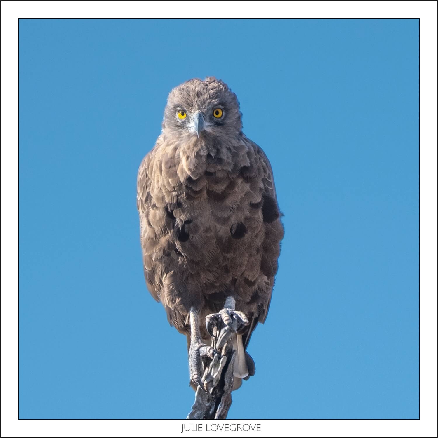 , Pungwe camp, Greater Kruger, South Africa. Part 2