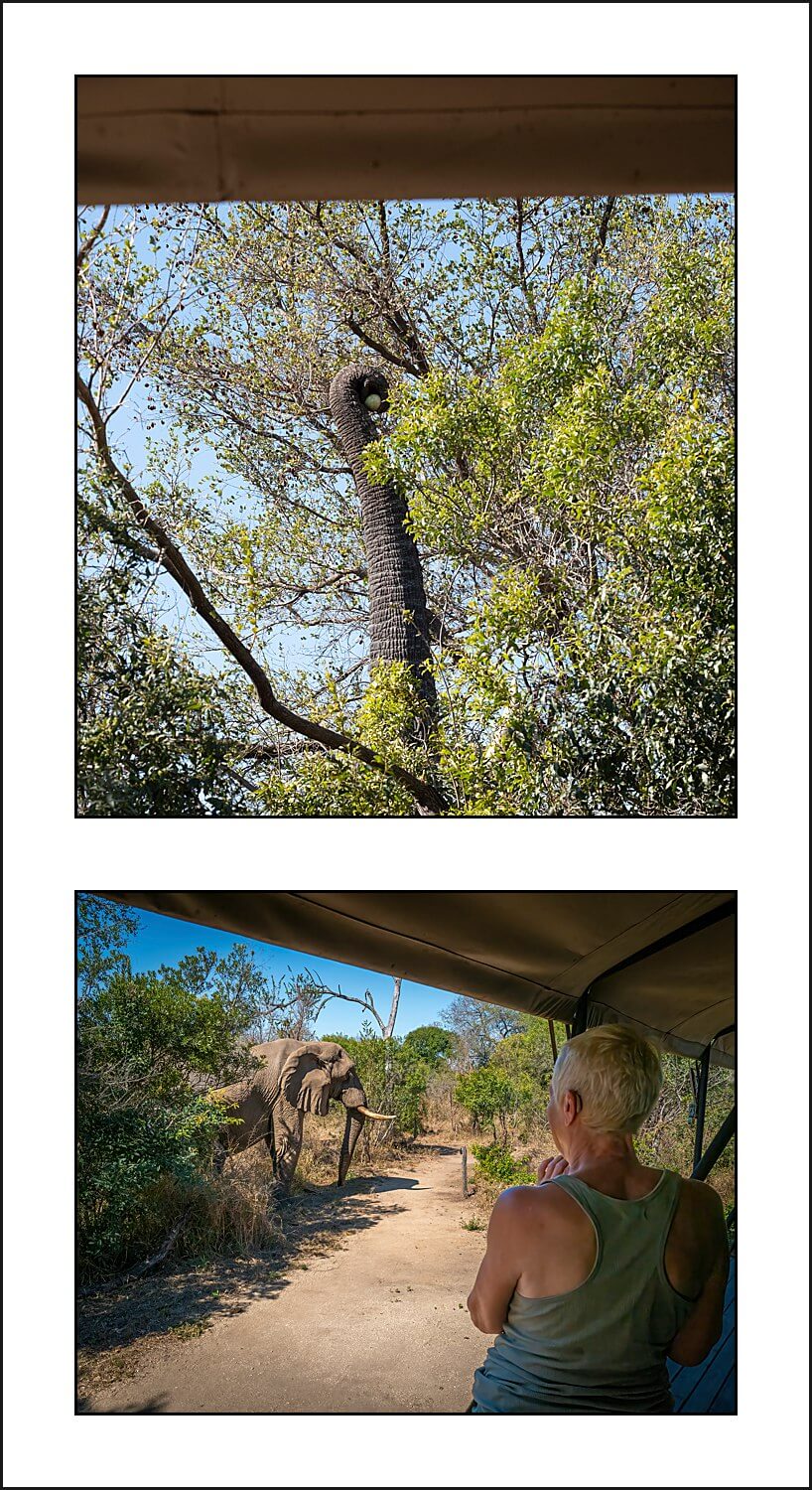 , Pungwe camp, Greater Kruger, South Africa. Part 1.
