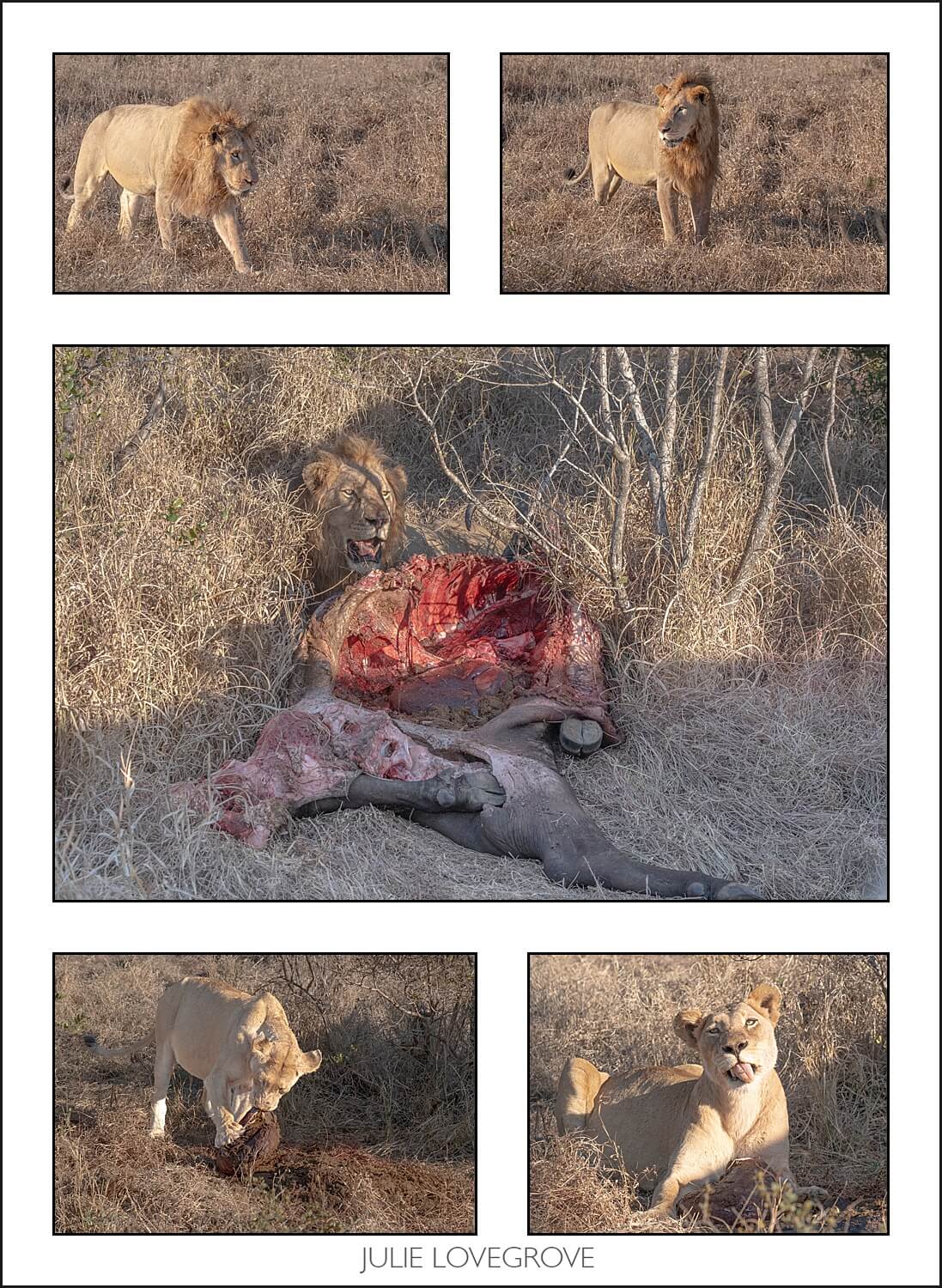 , Pungwe camp, Greater Kruger, South Africa. Part 1.