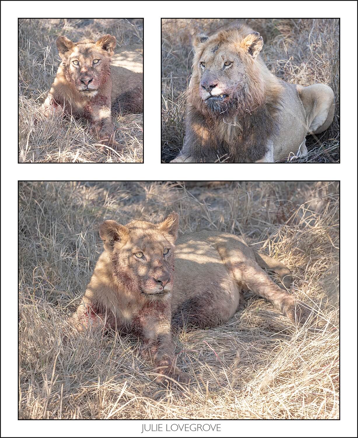 , Pungwe camp, Greater Kruger, South Africa. Part 1.