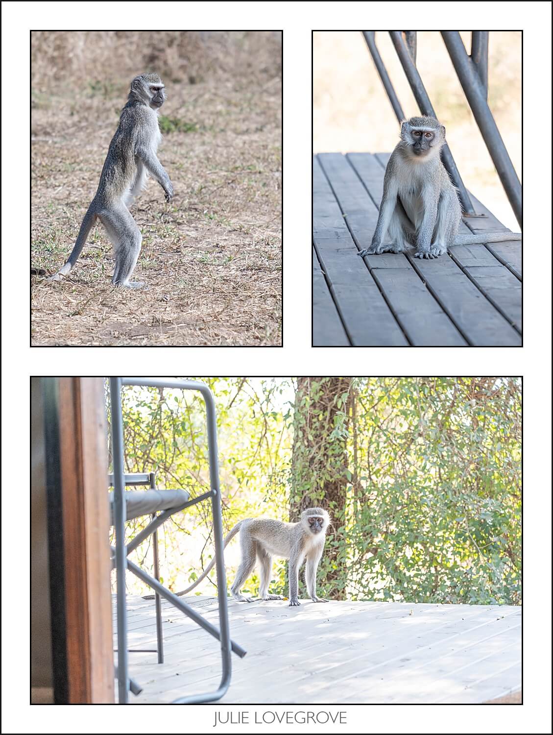 , Pungwe camp, Greater Kruger, South Africa. Part 1.