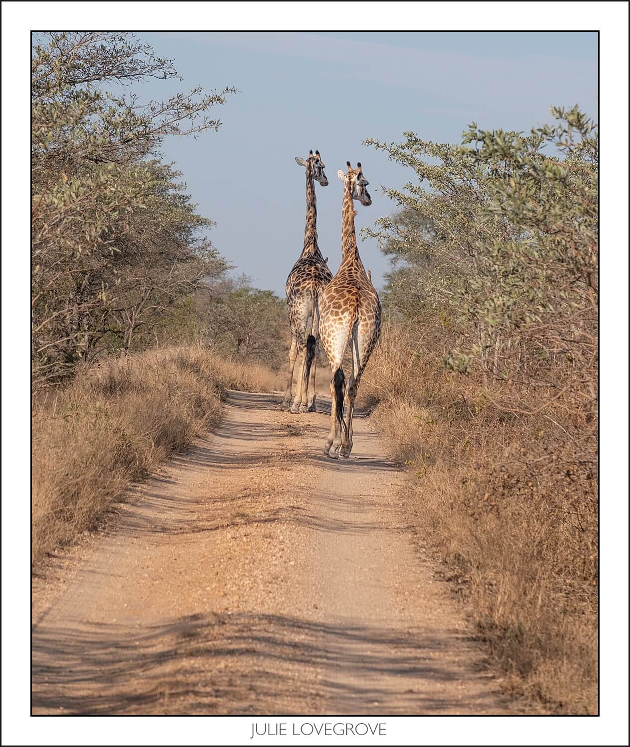 , Pungwe camp, Greater Kruger, South Africa. Part 2