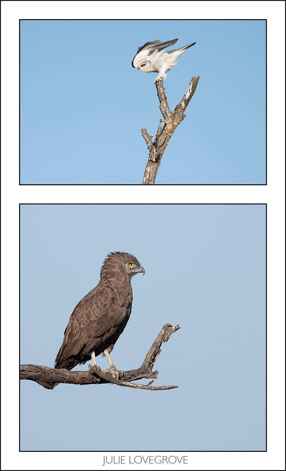 , Pungwe camp, Greater Kruger, South Africa. Part 2