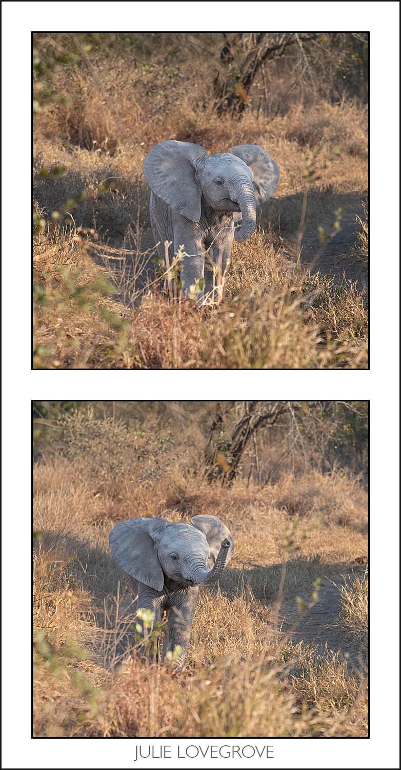 , Pungwe camp, Greater Kruger, South Africa. Part 1.
