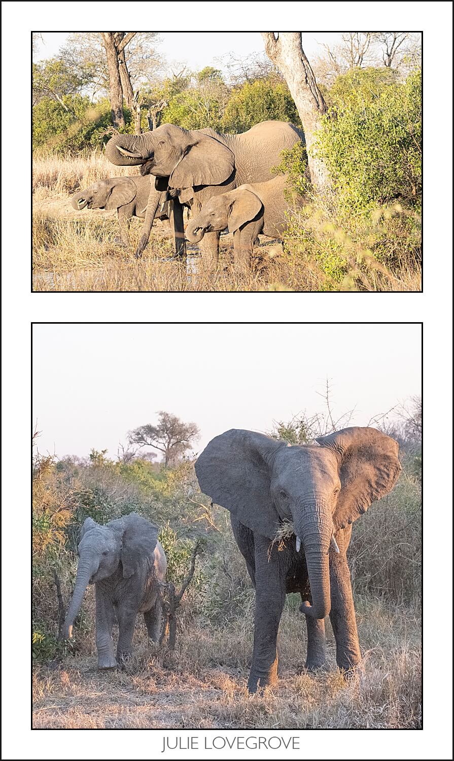 , Pungwe camp, Greater Kruger, South Africa. Part 1.