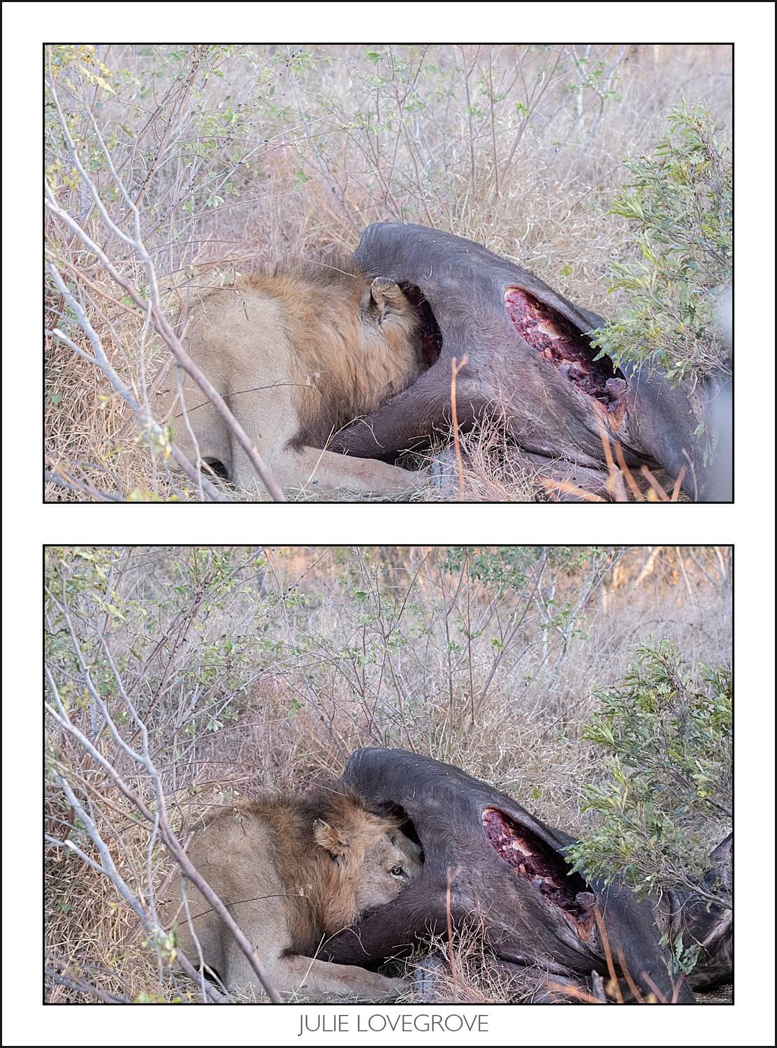 , Pungwe camp, Greater Kruger, South Africa. Part 1.