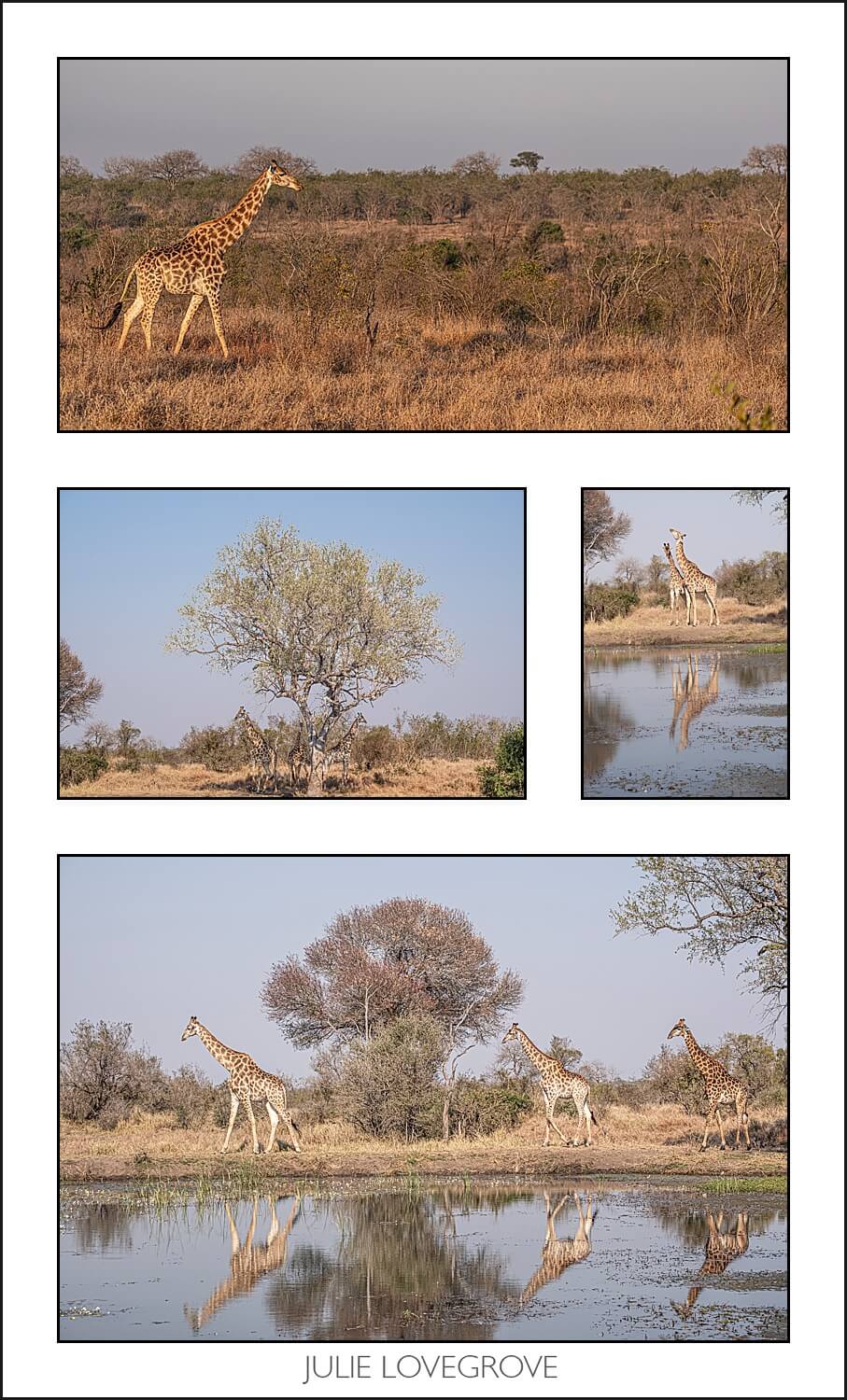 , Pungwe camp, Greater Kruger, South Africa. Part 2